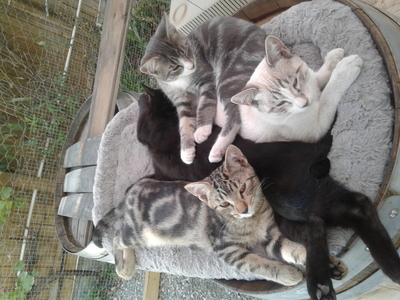 Castoro de Oro rescue kittens from 3 different mothers