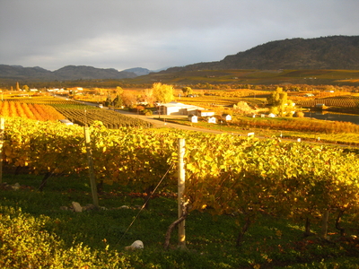 Castoro de Oro Vineyard Fall Colours November