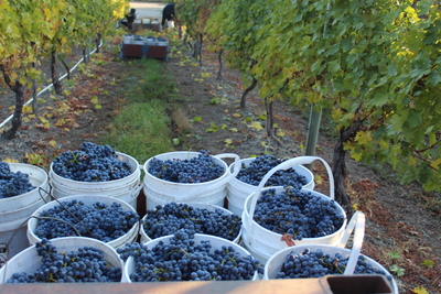 Castoro de Oro Vineyard Merlot Grape Harvest 